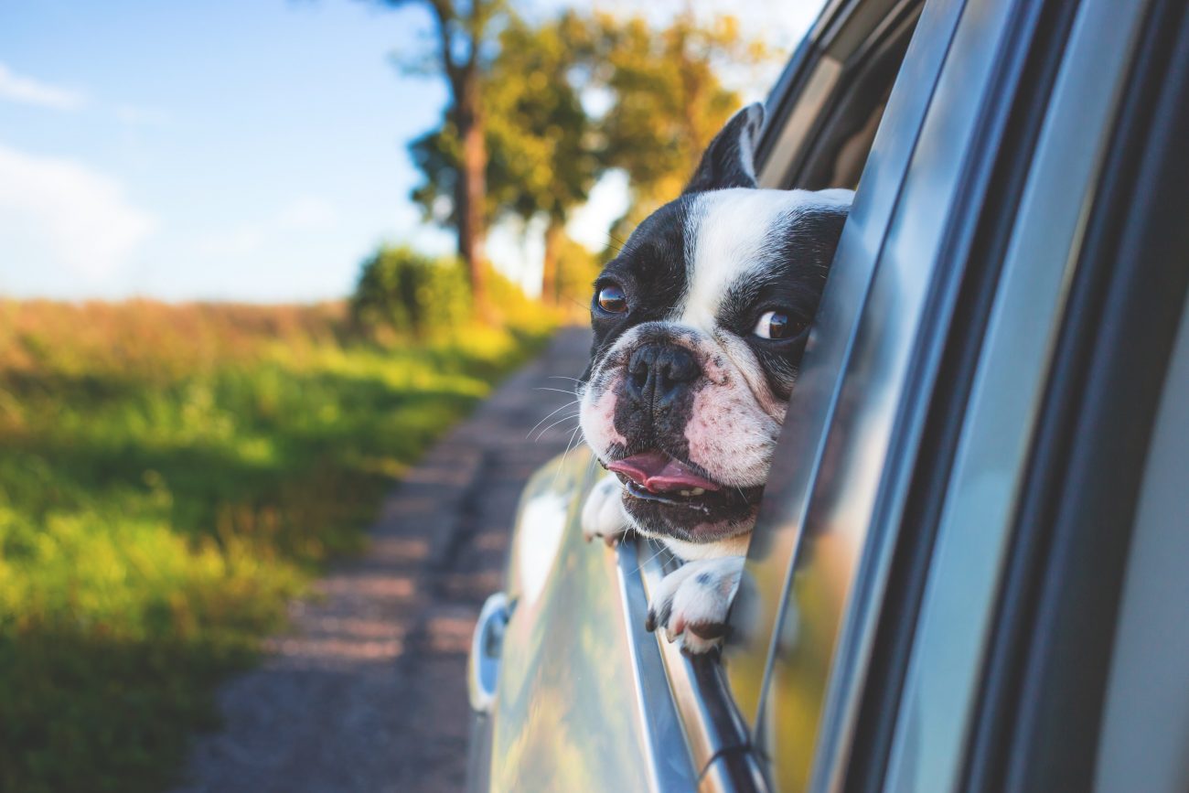 taxi animalier - pexels