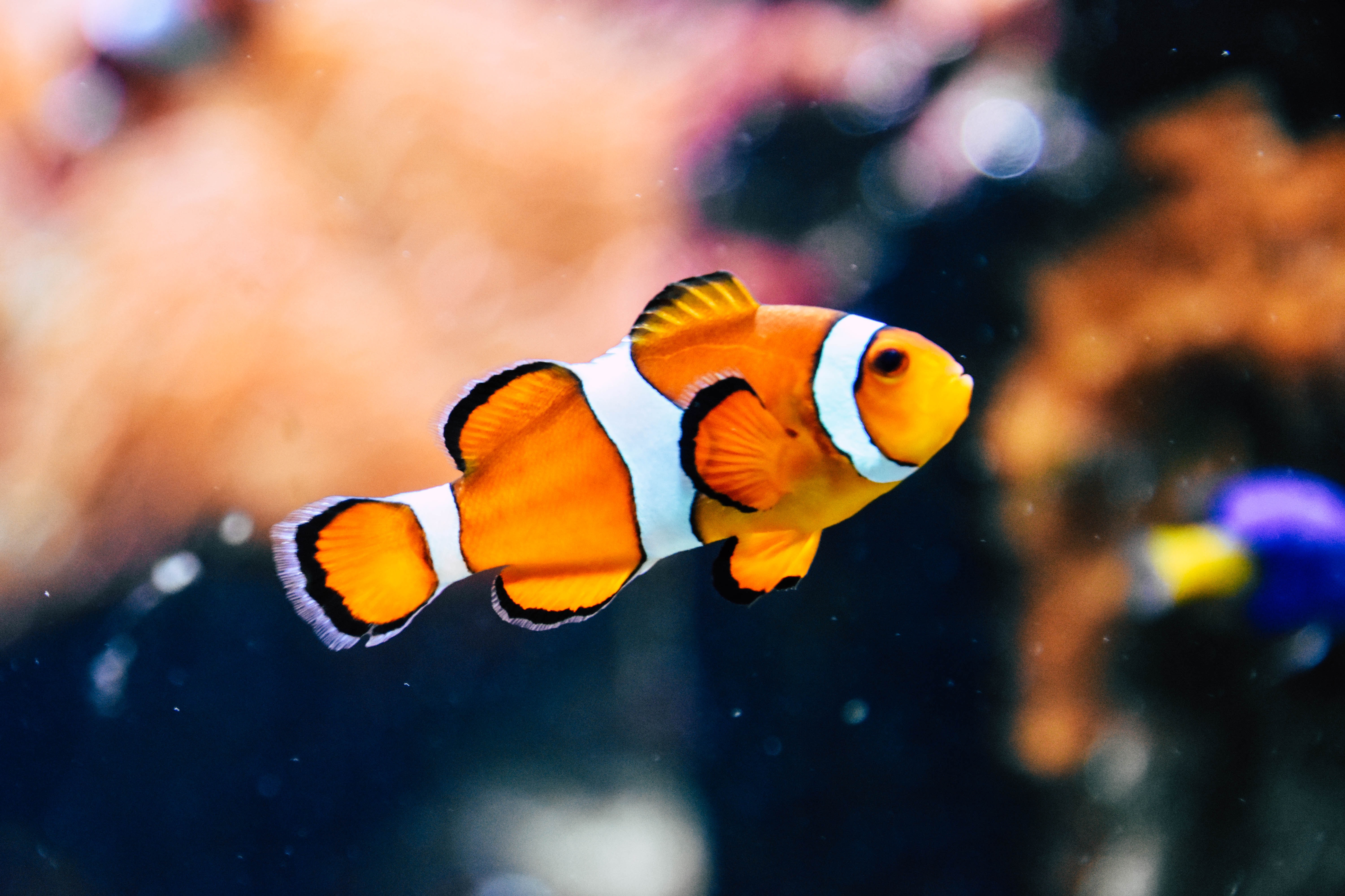 aquarium unsplash rachel hisko