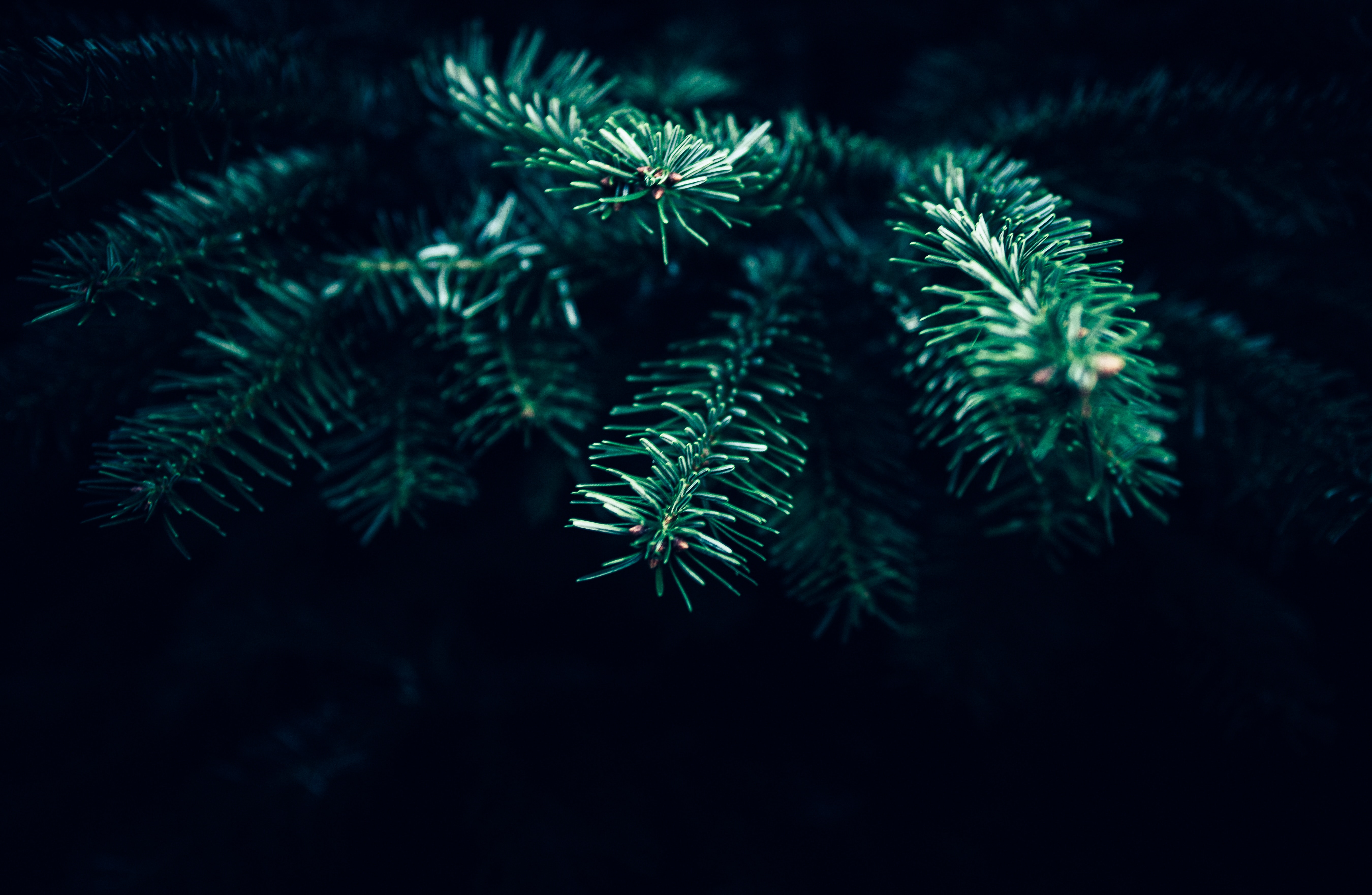 sapins de noël unsplash clem onojeghuo