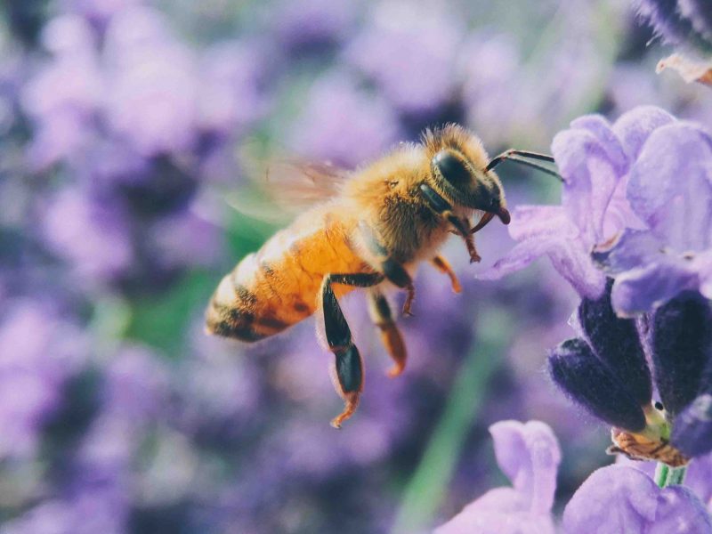 Sauvons Maya protège les abeilles -Unsplash - Aaron Burden