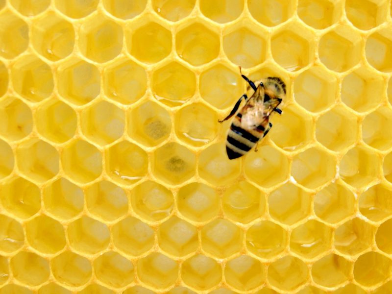 Les reines de liège promeut l'apiculture - Unsplash