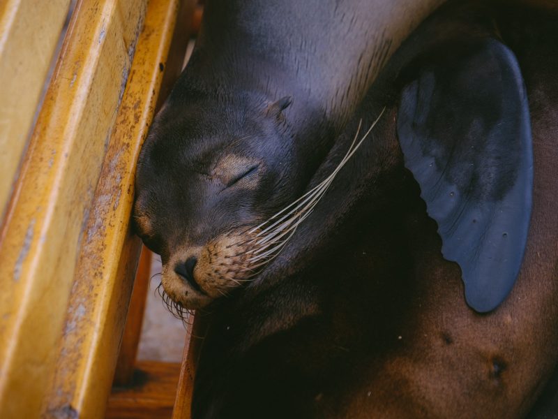 Otaries - Mont Mosan - Unsplash - Francesco Ungaro