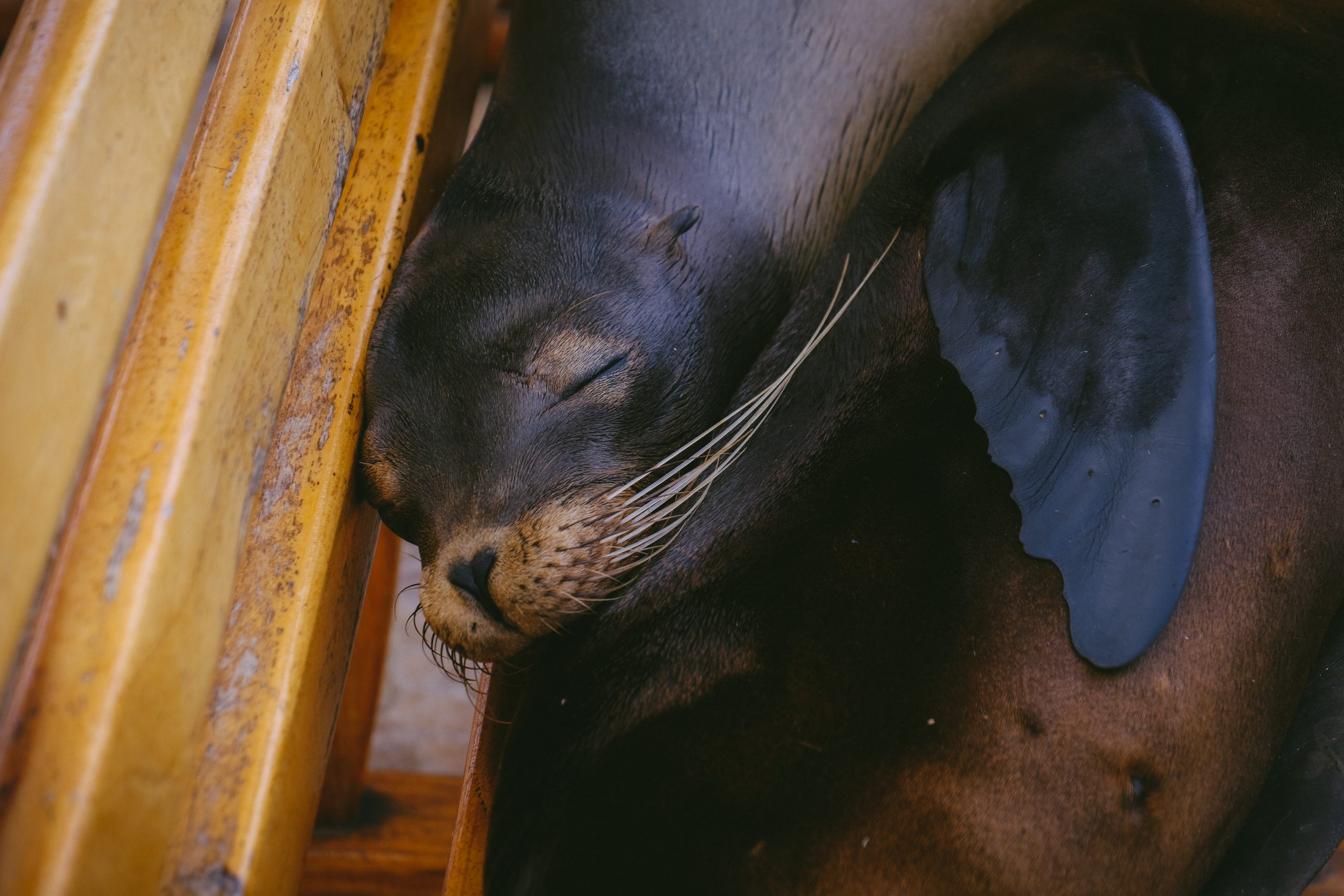 Otaries - Mont Mosan - Unsplash - Francesco Ungaro