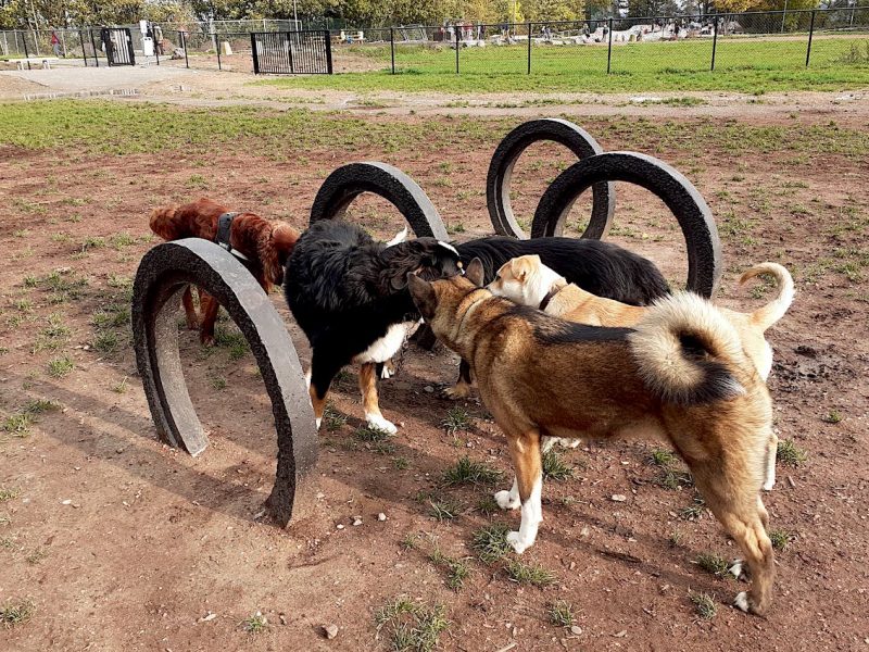 parc pour chiens