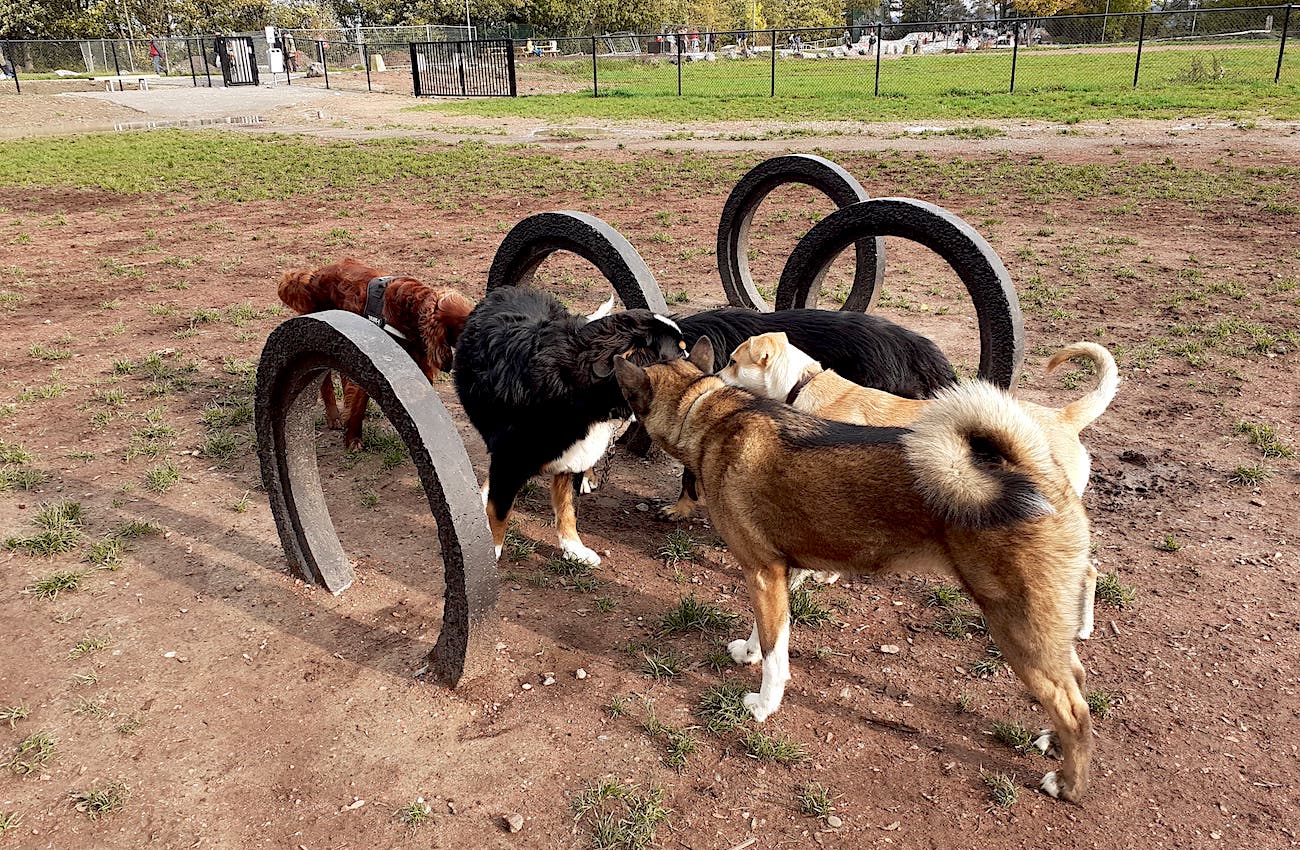 parc pour chiens