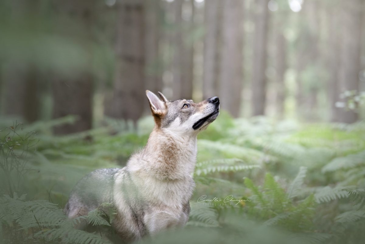 Photographe animalier