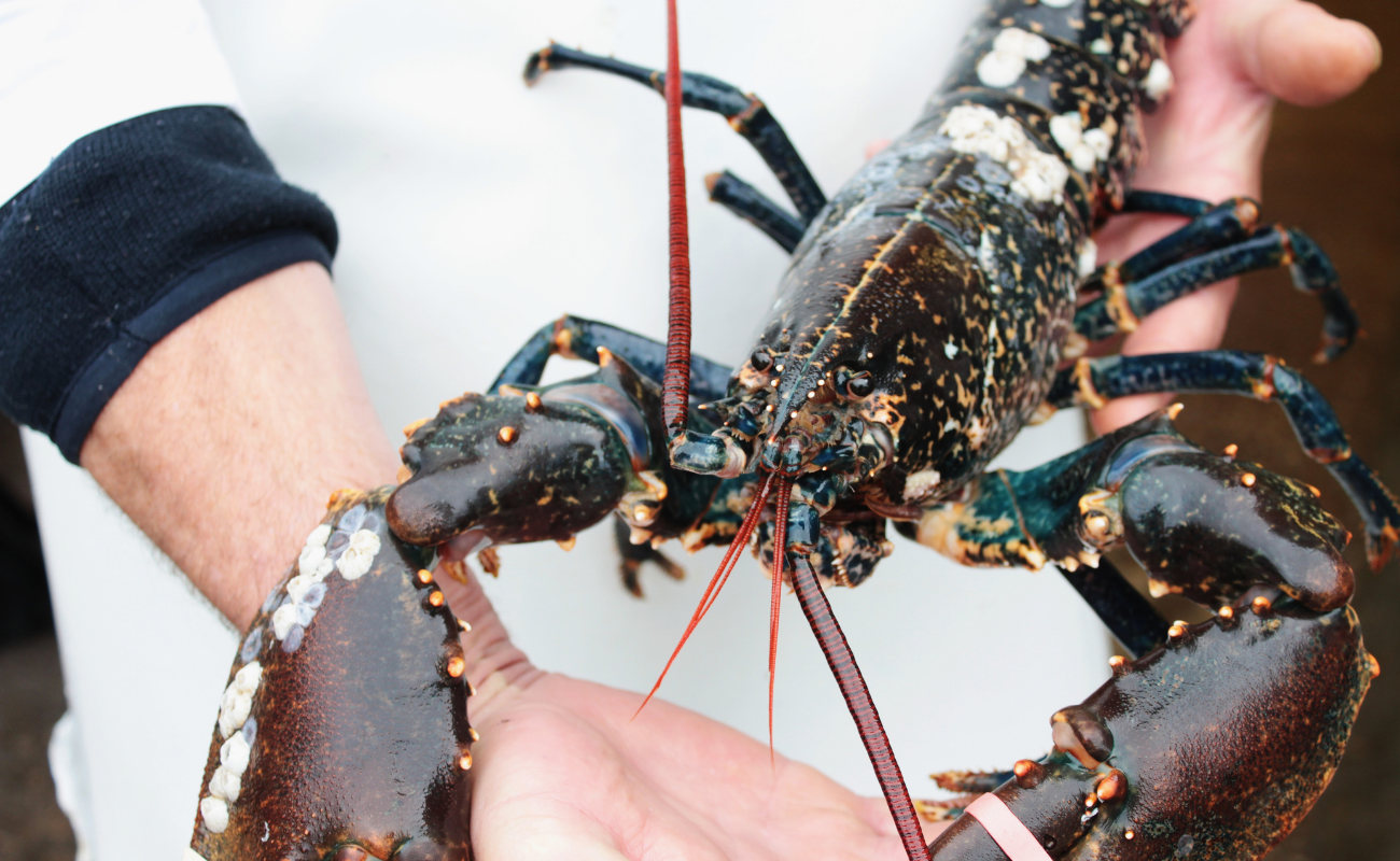 L'atelier cuisine - homard - beaufays - DR Boulettes Magazine