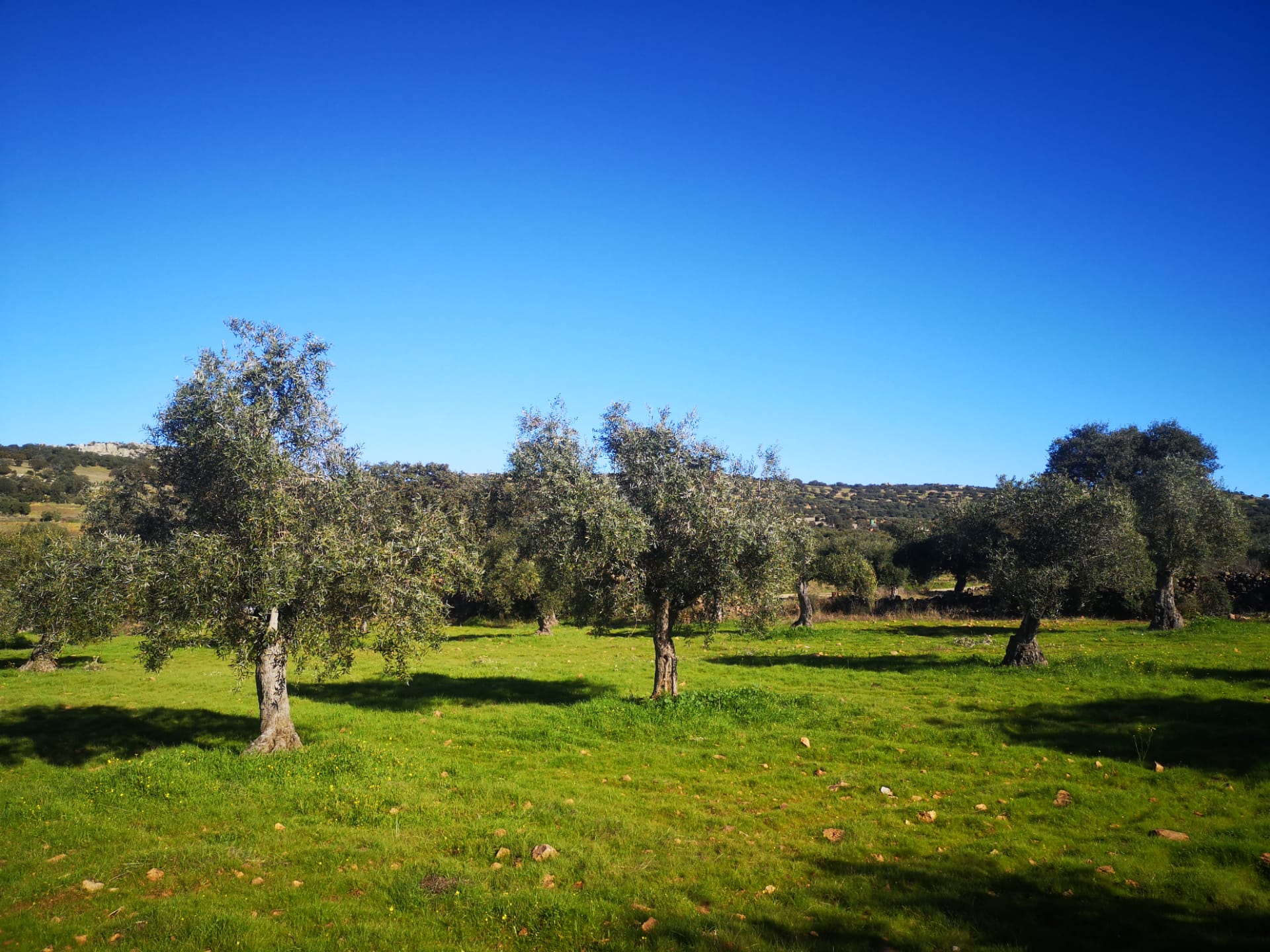 Olivo de la abuela