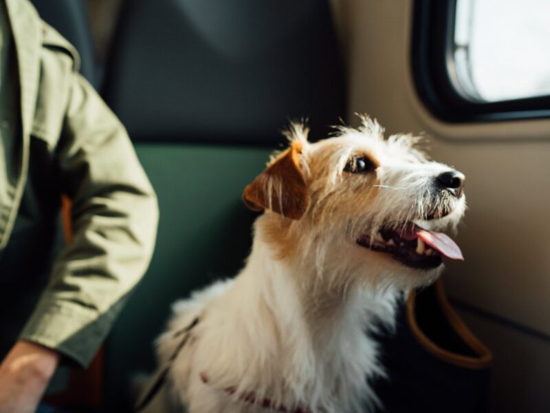 city-trip chien admis DR Unsplash Egor Gordeev