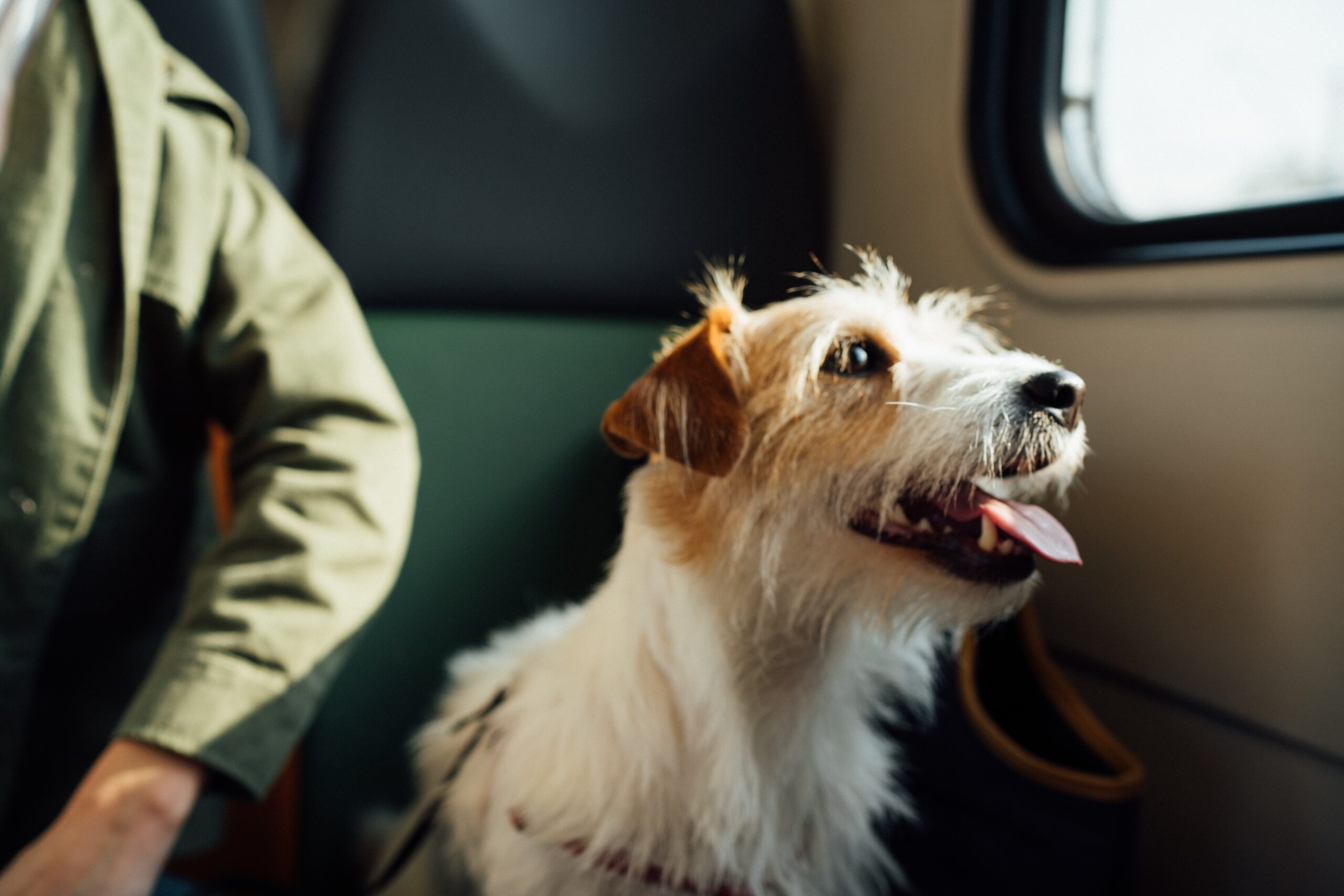 city-trip chien admis DR Unsplash Egor Gordeev