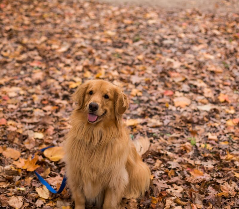 Os'mose chiens d'assistance - DR Unsplash Marcia Soligo - ASBL chiens d'aide handicap Liège Golden Retriever