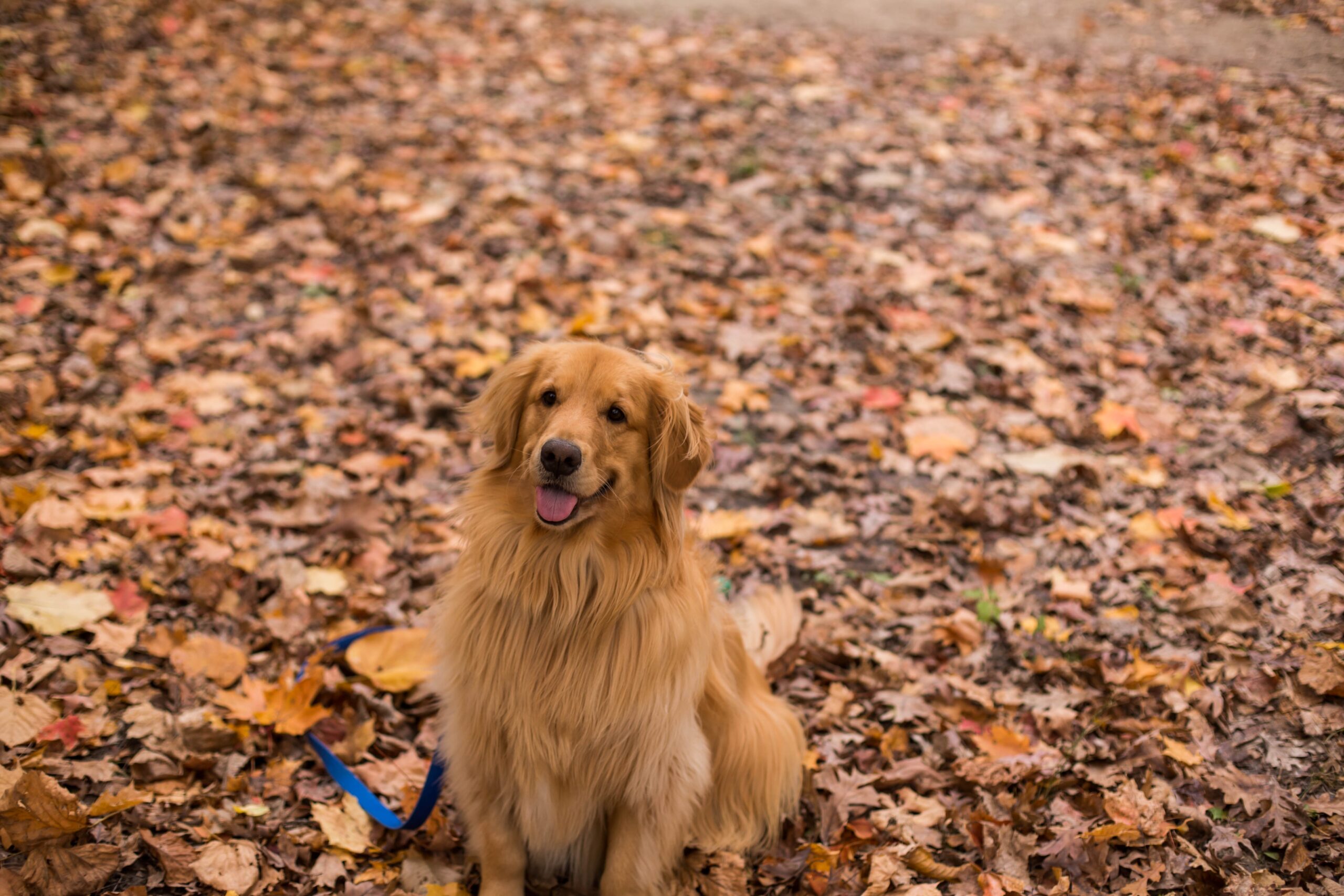 Os'mose chiens d'assistance - DR Unsplash Marcia Soligo - ASBL chiens d'aide handicap Liège Golden Retriever