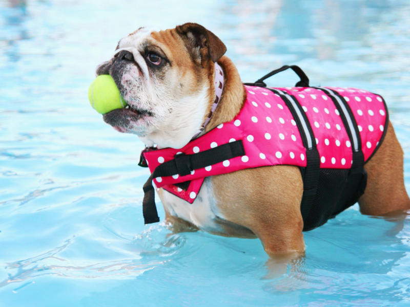 Bientôt une piscine pour chiens à Aywaille DR Boulettes Magazine CANVA