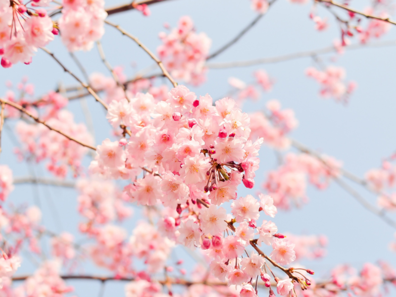 Un jardin de cerisiers japonais à Hasselt DR Boulettes Magazine Liège Canva