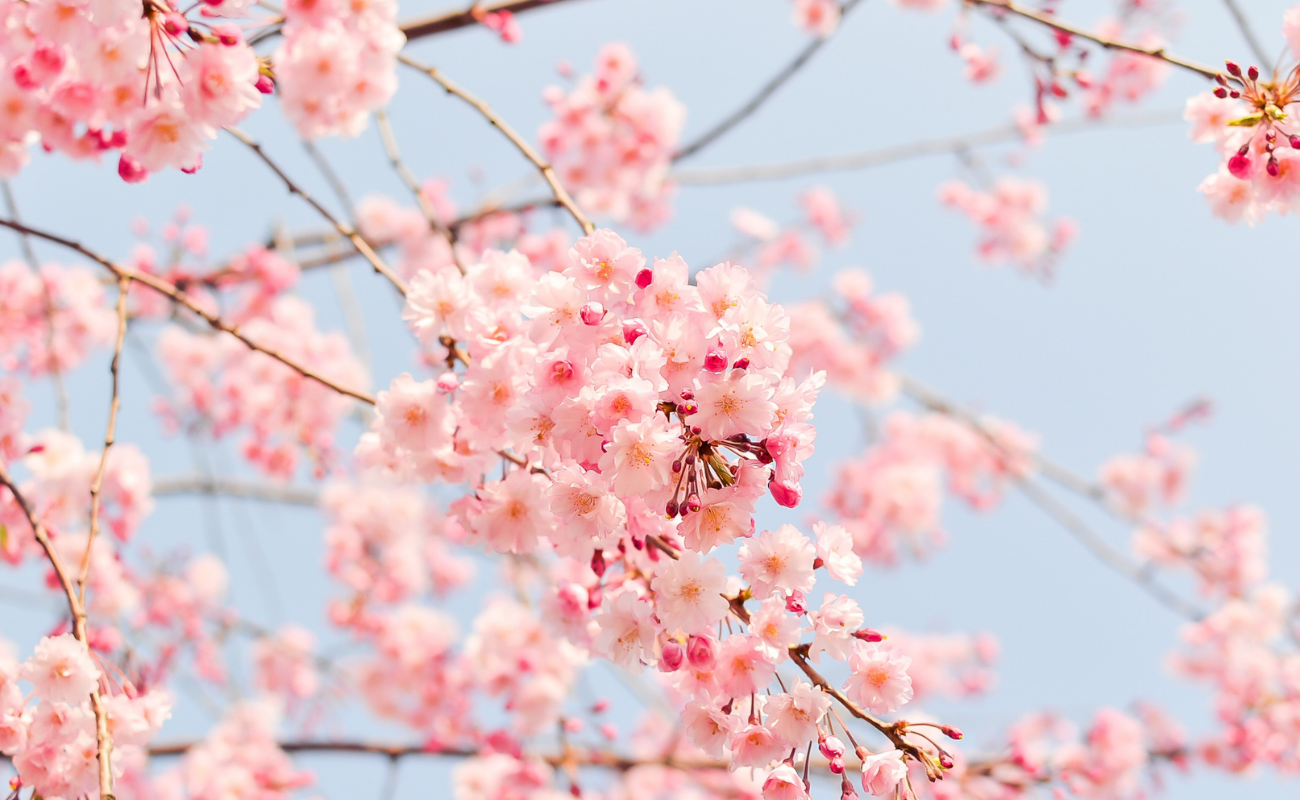 Un jardin de cerisiers japonais à Hasselt DR Boulettes Magazine Liège Canva