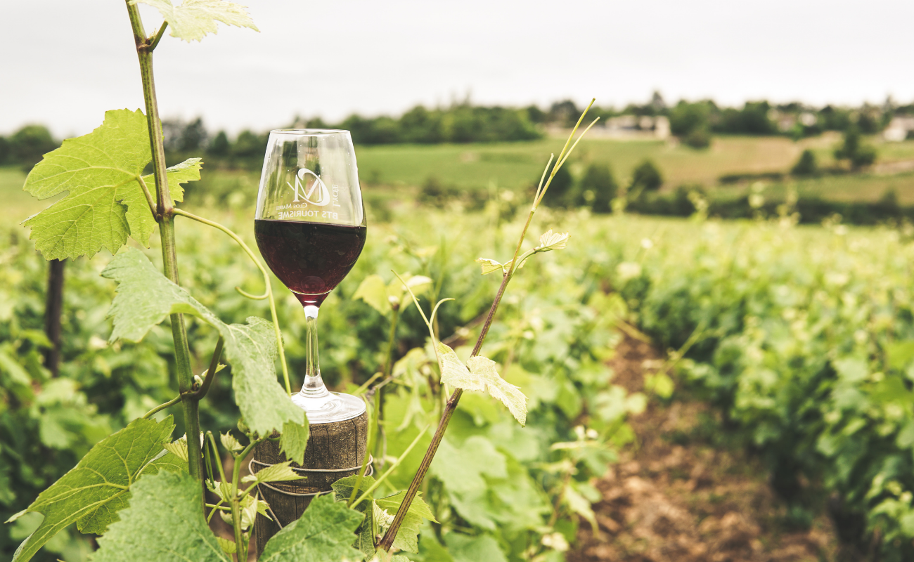 Bellum Fagetum, un vignoble à Chaudfontaine - DR Boulettes Magazine Canva