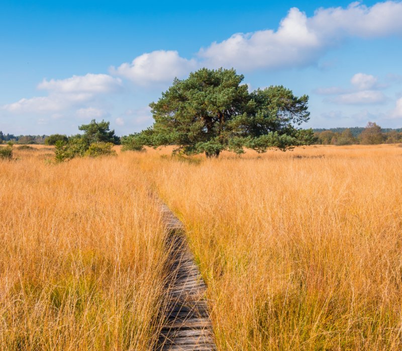 Les bons réflexes avant une promenade dans les Hautes Fagnes DR Boulettes Magazine Canva