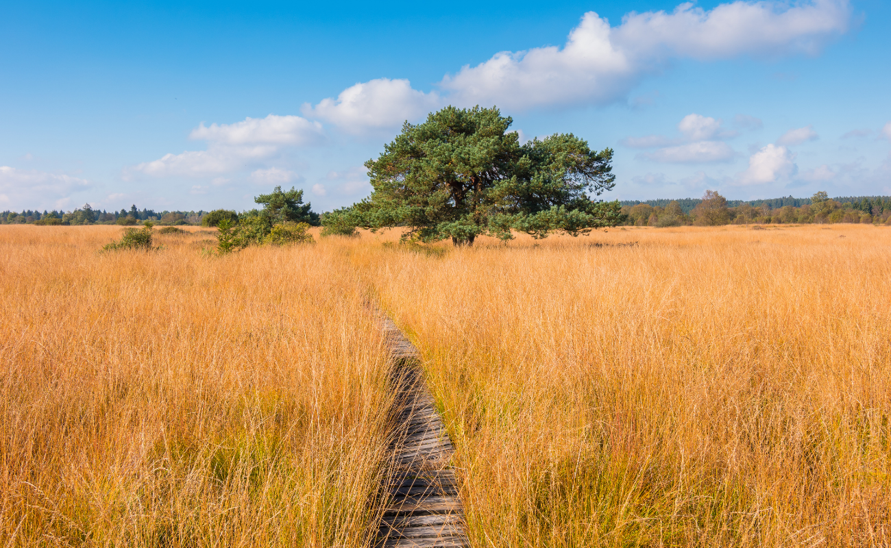 Les bons réflexes avant une promenade dans les Hautes Fagnes DR Boulettes Magazine Canva