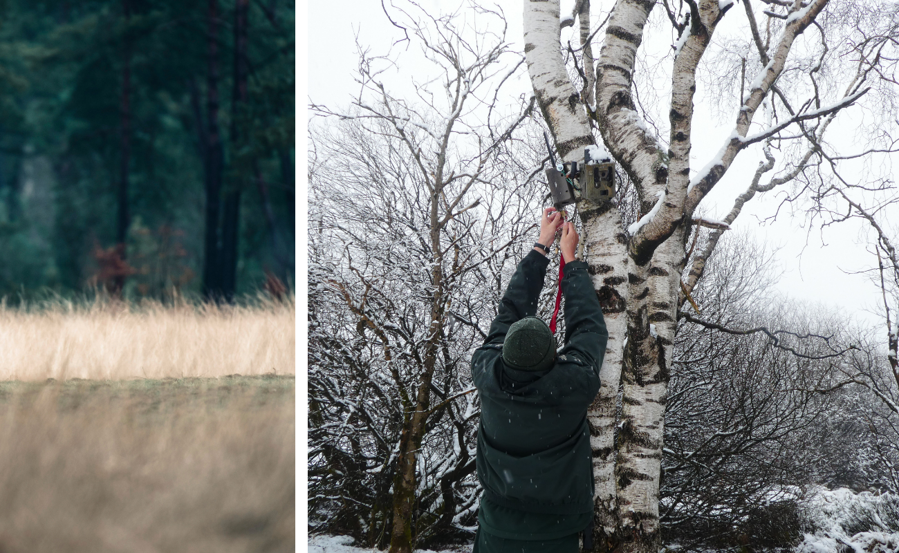 Camera trap Hautes Fagnes garde-forestier DR