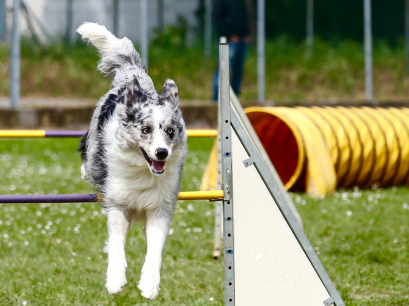 Agilité à l'épreuve au rendez-vous canin de Cointe DR Boulettes Magazine Liège Canva