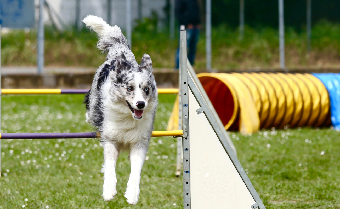 Agilité à l'épreuve au rendez-vous canin de Cointe DR Boulettes Magazine Liège Canva