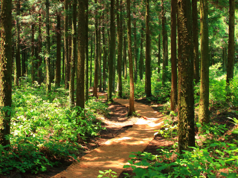 On met le cap sur Seraing et son arboretum cet été DR Boulettes Magazine Canva