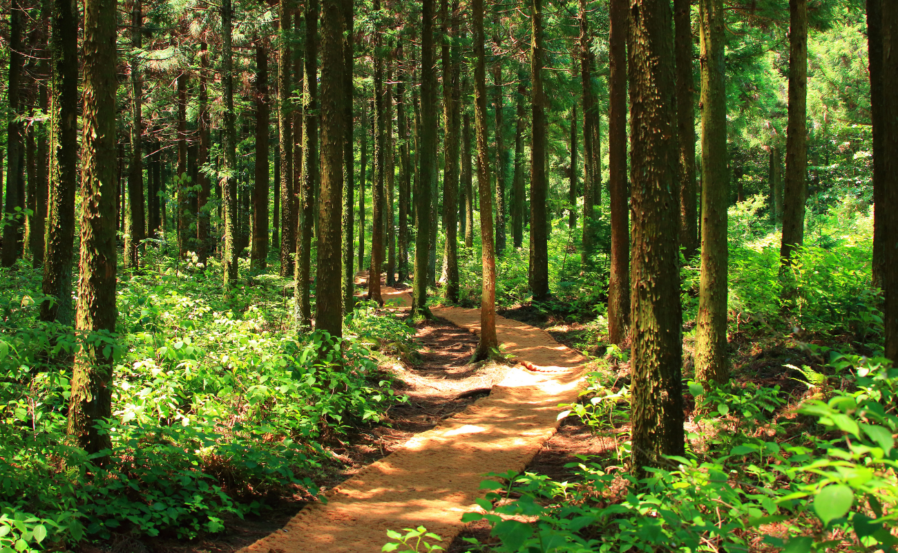 On met le cap sur Seraing et son arboretum cet été DR Boulettes Magazine Canva