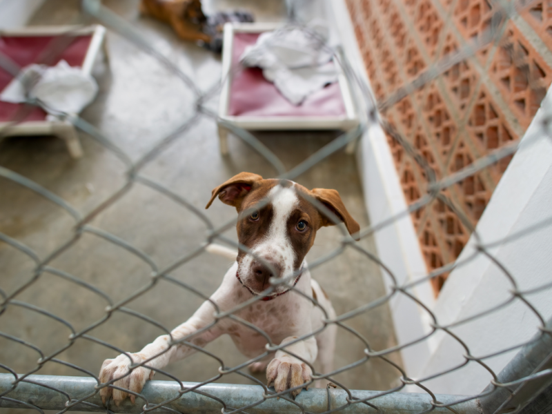 Les chiens oubliés de la SRPA de Cointe vous attendent DR