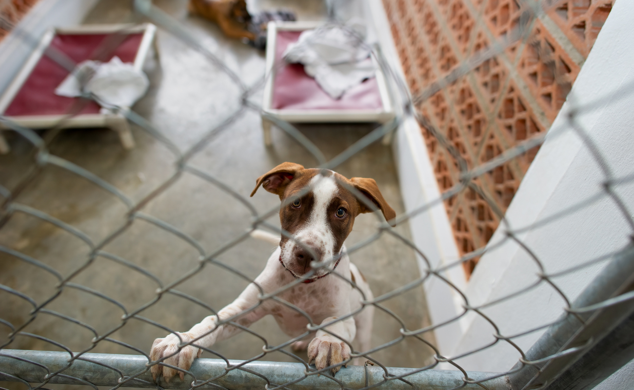 Les chiens oubliés de la SRPA de Cointe vous attendent DR