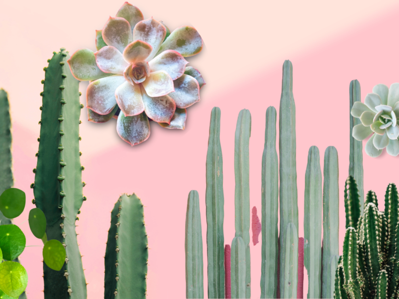 Une vente géante de plantes à Liège DR Boulettes Magazine Canva