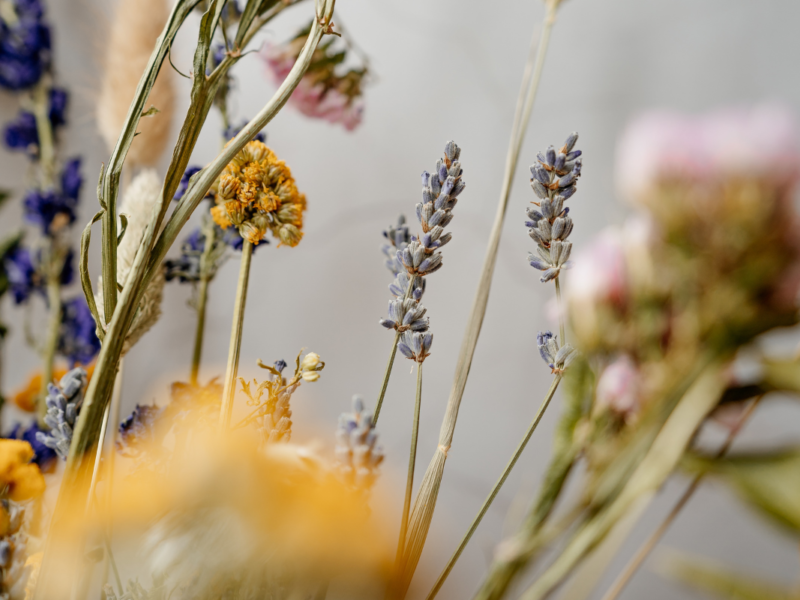 fleurs séchées