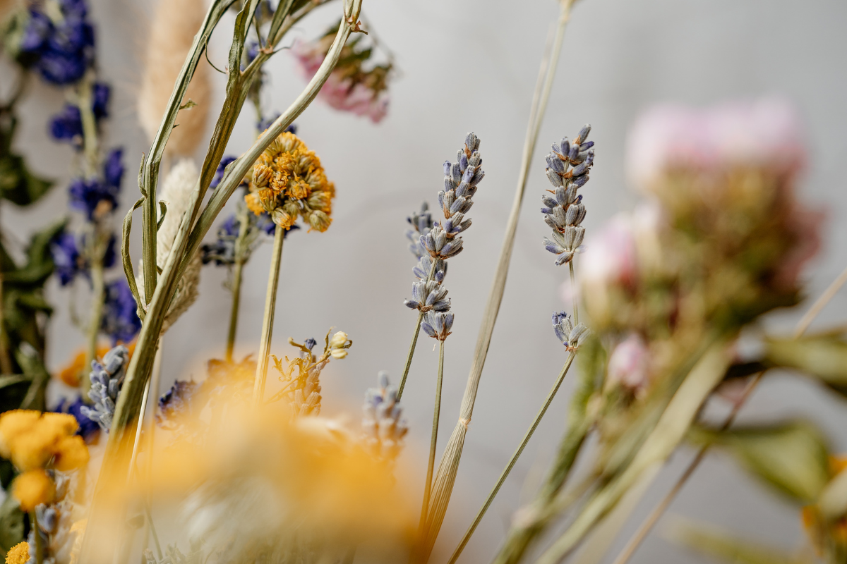 fleurs séchées