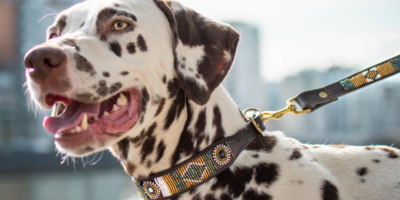 Gigi, les colliers pour chiens canon made in Liège DR