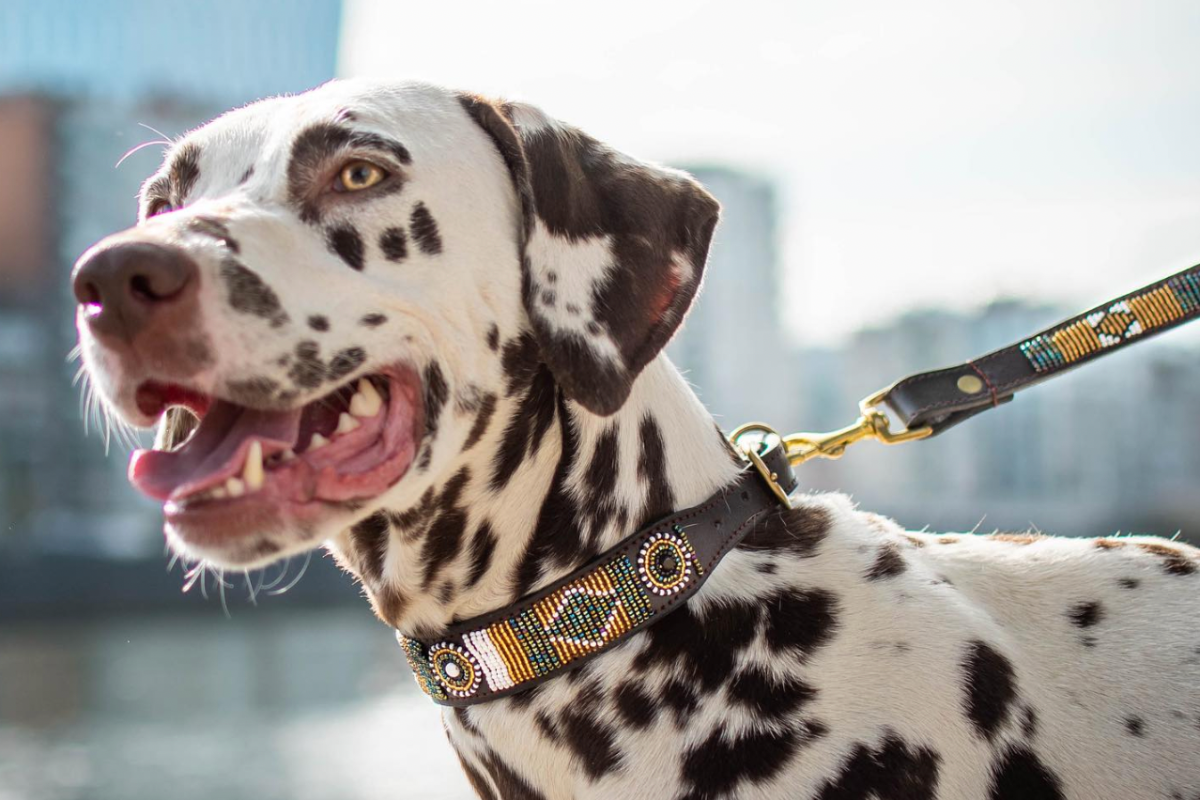 Gigi, les colliers pour chiens canon made in Liège DR