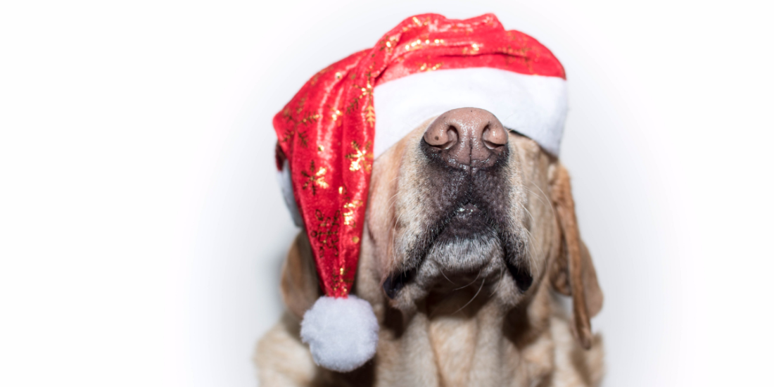 noël chien liège