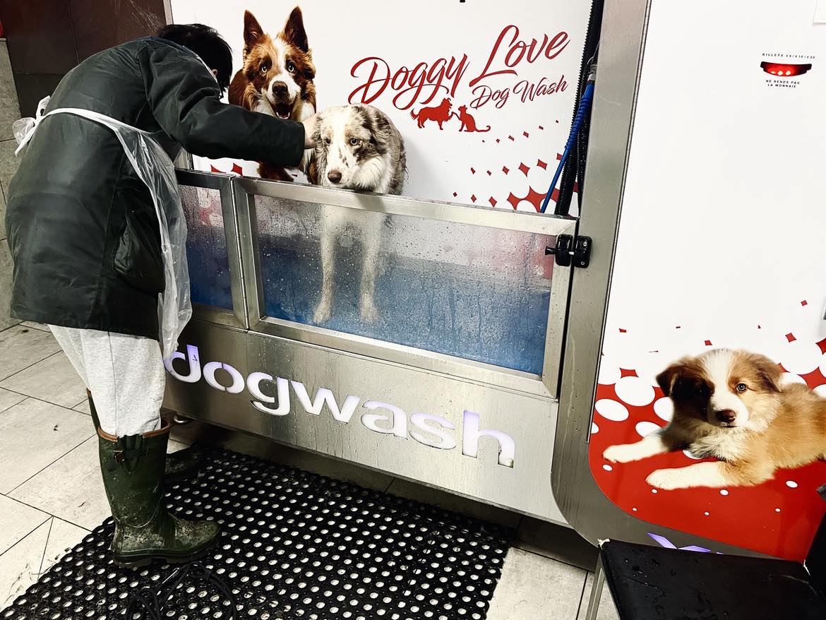 Dog wash