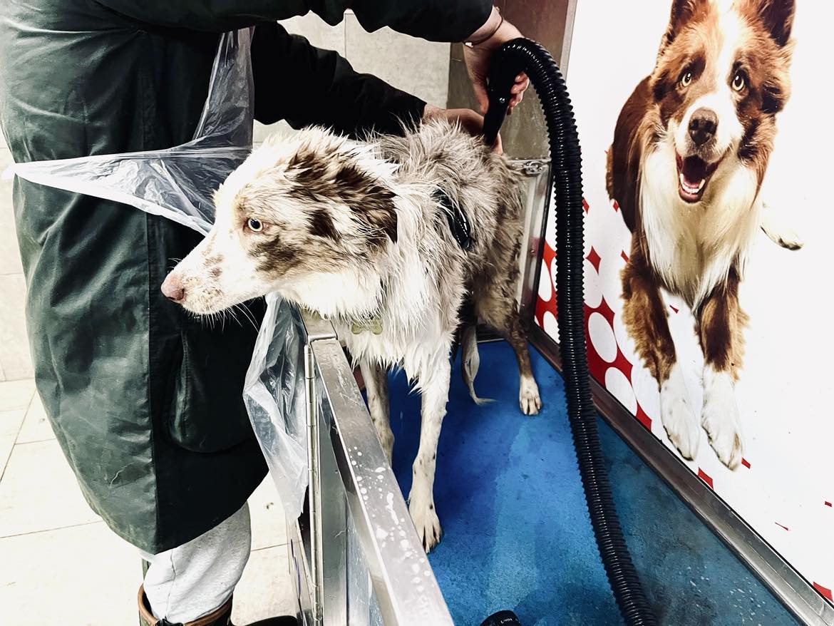 Dog wash