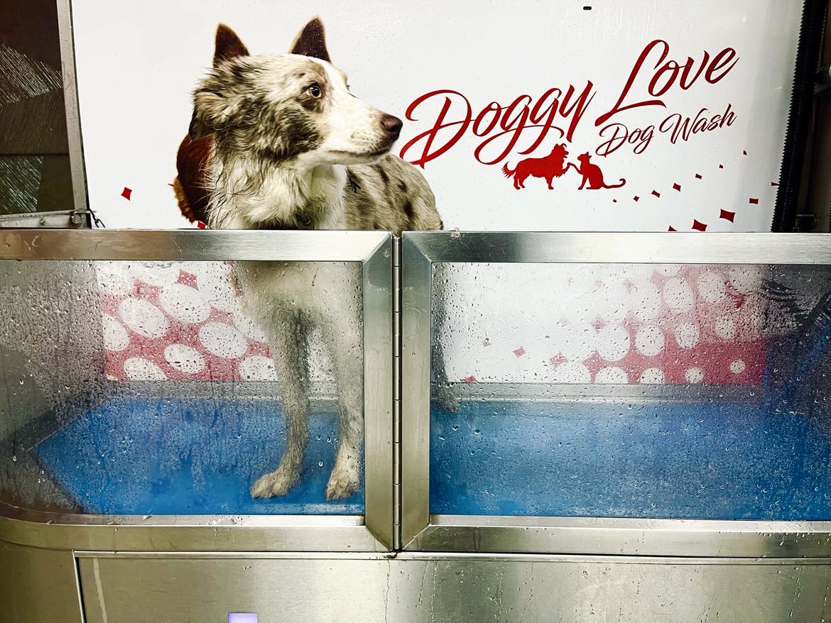 Dog wash