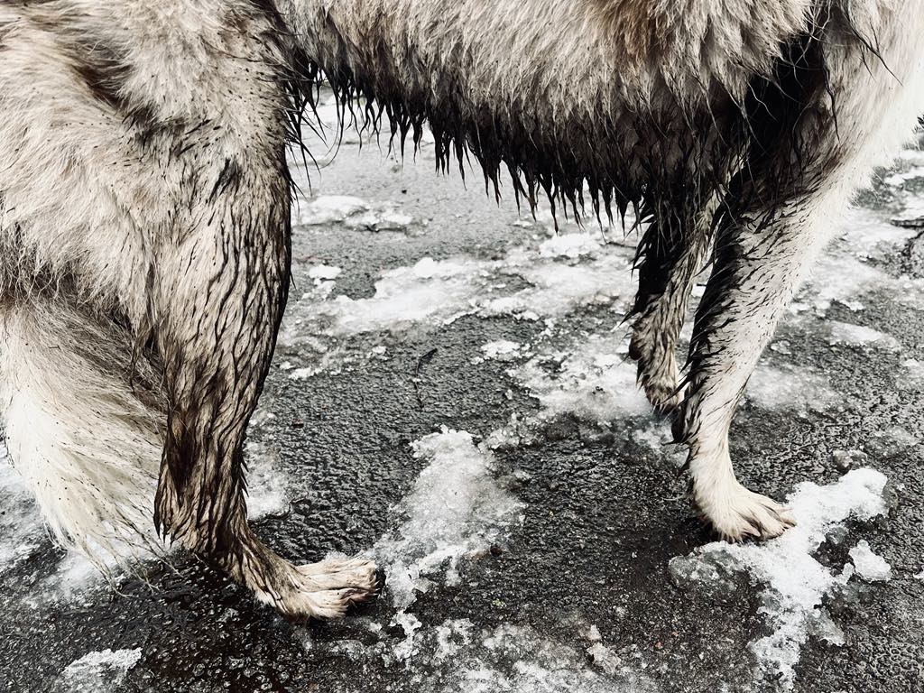 Dog wash