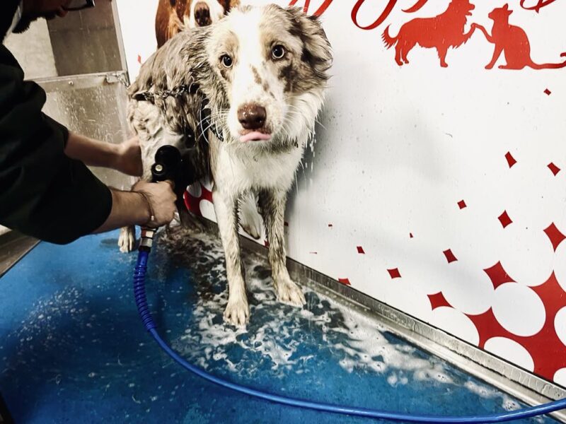 Dog wash