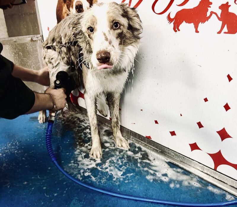 Dog wash