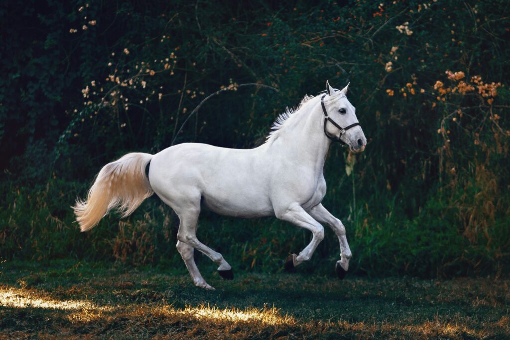 Qui était vraiment le Cavalier Fonck? Unsplash (Helena Lopes)