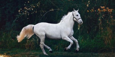 Qui était vraiment le Cavalier Fonck? Unsplash (Helena Lopes)