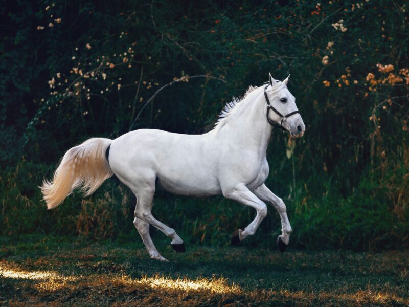 Qui était vraiment le Cavalier Fonck? Unsplash (Helena Lopes)