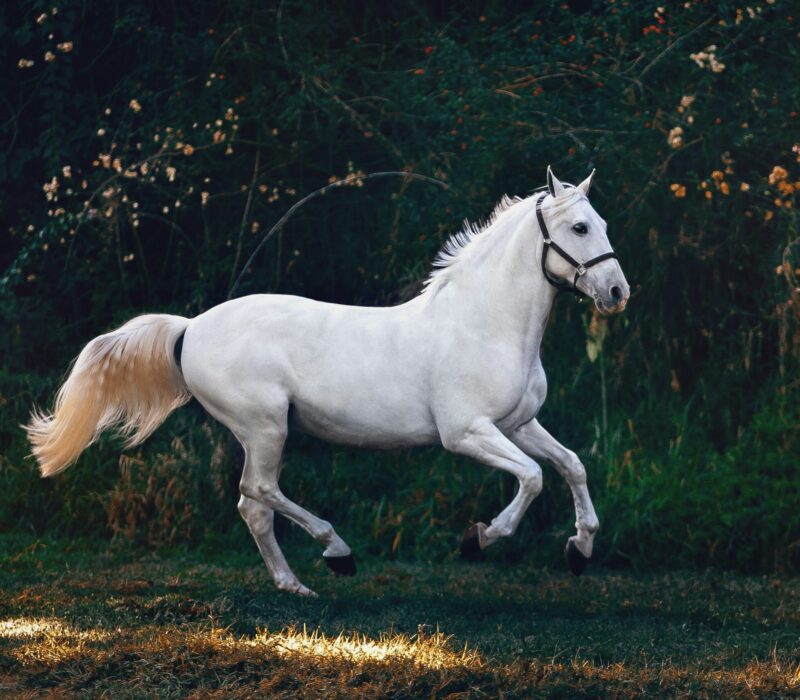 Qui était vraiment le Cavalier Fonck? Unsplash (Helena Lopes)