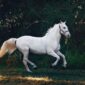 Qui était vraiment le Cavalier Fonck? Unsplash (Helena Lopes)