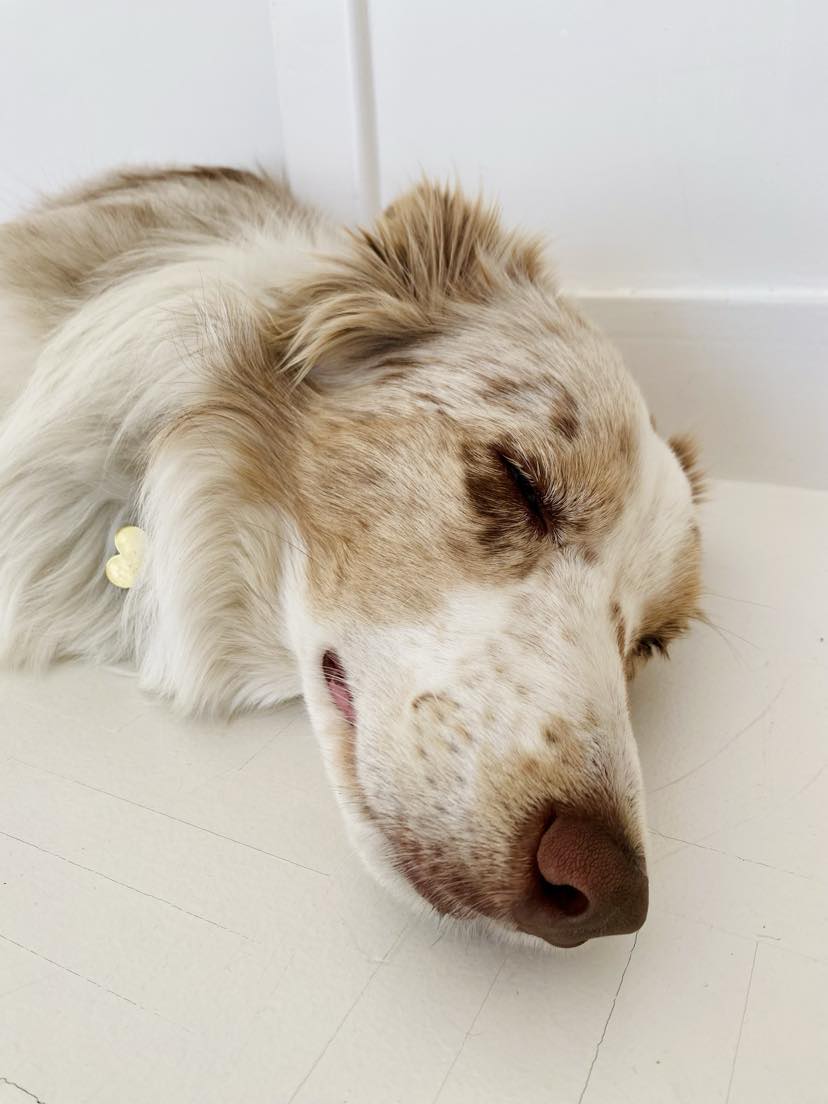 border collie red merle 