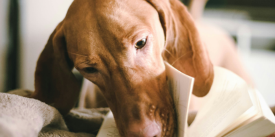 un chien qui lit un livre