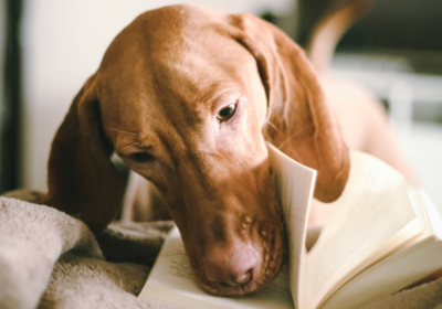un chien qui lit un livre