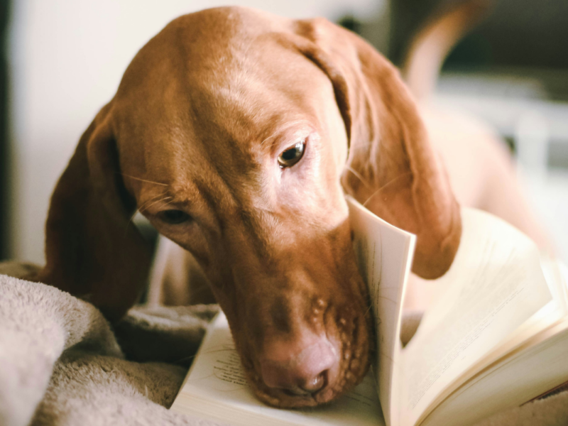 un chien qui lit un livre